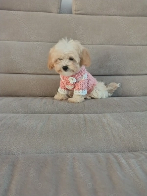 Mascul maltipoo  - imagine 4 Mascul maltipoo  - imagine 4