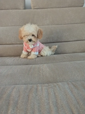 Mascul maltipoo  - imagine 3 Mascul maltipoo  - imagine 3