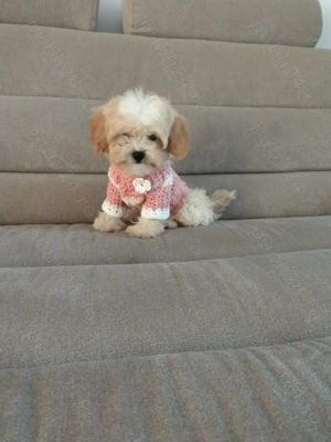 Mascul maltipoo  - imagine 2 Mascul maltipoo  - imagine 2