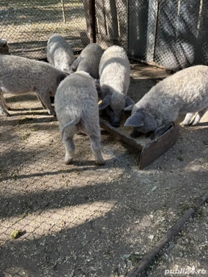 Purcei Mangalita 8 saptamani