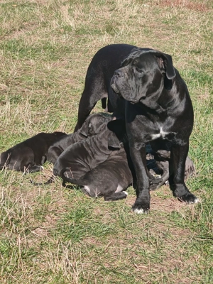  Vand Cane Corso, rasa pura