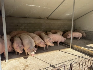 Vând Porci Crescuți Natural 