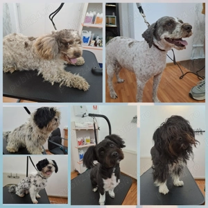 Frizerie canina DogMery Pet