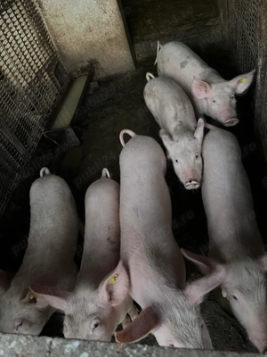 Vând purcei, de 4 luni, 4 masculi și 2 femele