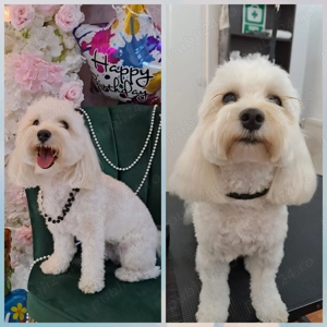 Frizerie canina DogMery Pet  - imagine 2