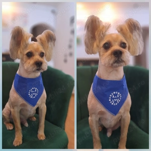 Frizerie canina DogMery Pet  - imagine 4
