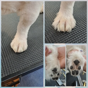 Frizerie canina DogMery Pet  - imagine 5