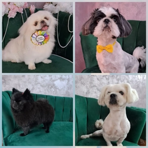 Frizerie canina DogMery Pet  - imagine 3