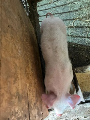 Vand purcei rasa pic