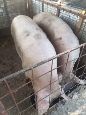 porci de vanzare 160-170 kg