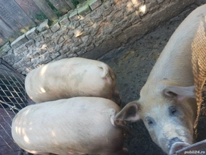 porci de vanzare - imagine 5