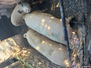 porci de vanzare - imagine 7