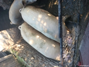 porci de vanzare - imagine 6