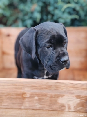 Cane corso disponibile  - imagine 2 Cane corso disponibile  - imagine 2