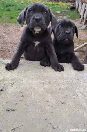 Catei cane corso - imagine 3 Catei cane corso - imagine 3