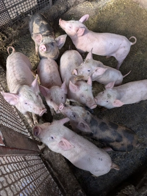 Grăsuni de vânzare!!! - imagine 2 Grăsuni de vânzare!!! - imagine 2