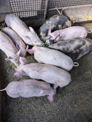 Grăsuni de vânzare!!! - imagine 3 Grăsuni de vânzare!!! - imagine 3