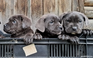 Catei cane corso - imagine 4 Catei cane corso - imagine 4