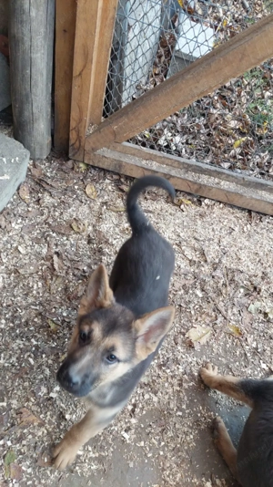 Cățeluși pui ciobanesc german - imagine 2