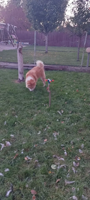 Donez femela Akita inu Japonez  - imagine 3