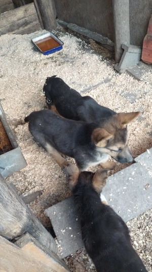 Cățeluși pui ciobanesc german - imagine 3