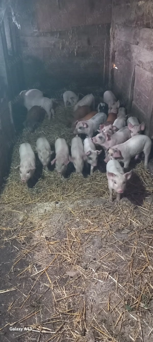 Vand purcei duroc x marele alb - imagine 3