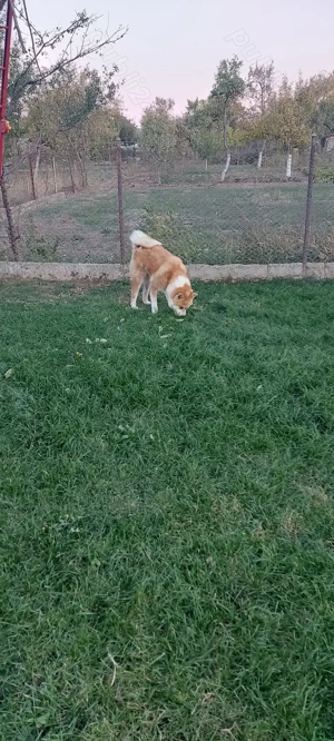 Donez femela Akita inu Japonez  - imagine 2