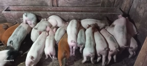 Vand purcei duroc x marele alb - imagine 4