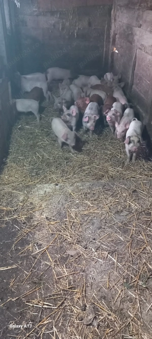 Vand purcei duroc x marele alb - imagine 5