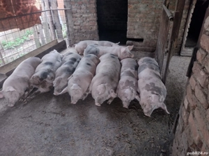 Porci de vânzare 