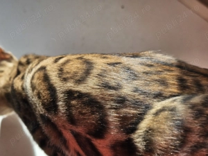 Pisicute bengaleze dragalase