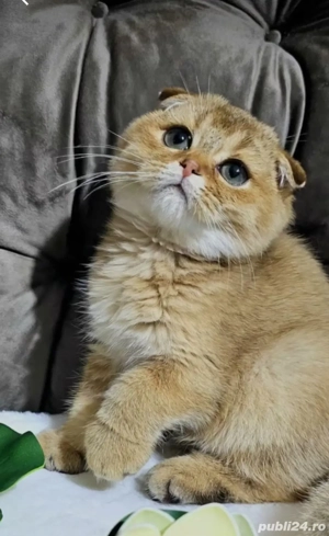 Scottish Fold Chinchilla Golden 