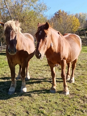 Caii de vanzare - imagine 4