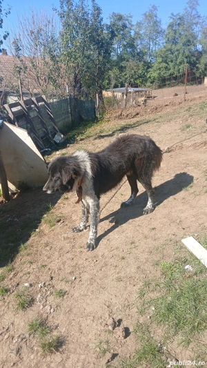 de vânzare mascul  - imagine 2 de vânzare mascul  - imagine 2