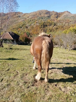 Caii de vanzare - imagine 2