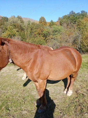 Caii de vanzare - imagine 3