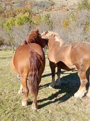 Caii de vanzare - imagine 5