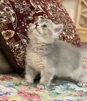 British Shorthair Silver 