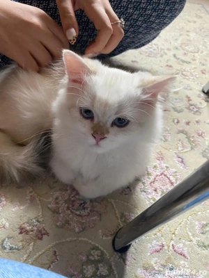 Pui British Longhair - imagine 3