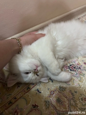 Pui British Longhair - imagine 4