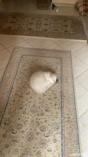 Pui British Longhair - imagine 5