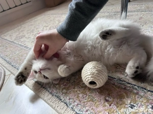 Pui British Longhair