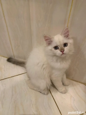 Pui British Longhair - imagine 2