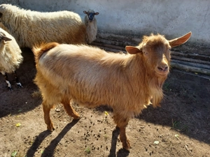 Capre de vânzare - imagine 4 Capre de vânzare - imagine 4