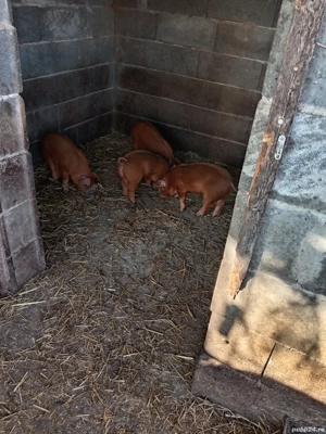 Purcei rasa duroc  cu duroc