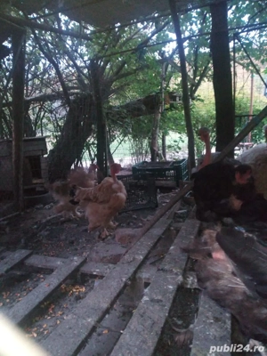 Gaini de rasa - imagine 2