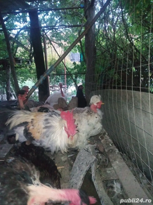 Gaini de rasa - imagine 5