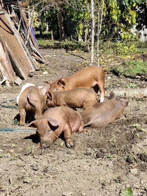 Purcei porc Duroc  - imagine 2