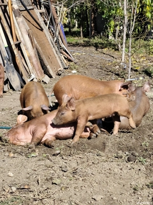 Purcei porc Duroc  - imagine 3