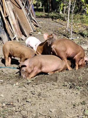 Purcei porc Duroc  - imagine 4